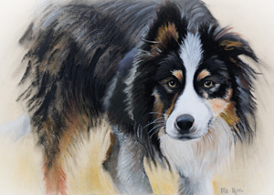 Border Collie