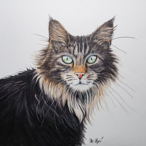 Maine Coon